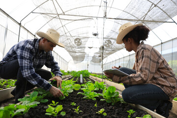 Two young farmers are working research vegetable project inside a greenhouse with digital tablet and walkie-talkie , green vegetables farm, smart farm 