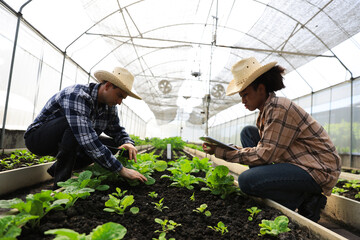 Two young farmers are working research vegetable project inside a greenhouse with digital tablet and walkie-talkie , green vegetables farm, smart farm 