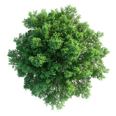 Obraz premium green tree isolated on white background