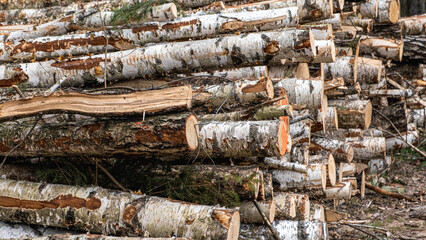  Wooden Logs with Forest on Background, birch tree logs close-up. Environmental damage, ecological...