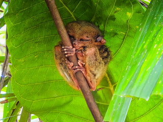 Close up shot of unique and cute looking Tarsier with large eyes. Bohol rainforest Tarsier sanctuary in Philippines of one of the smallest primates