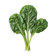 fresh spinach leaves isolated on transparent background png