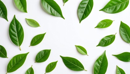 Fresh Green Leaves Flat Lay Pattern White Background Wellness.
