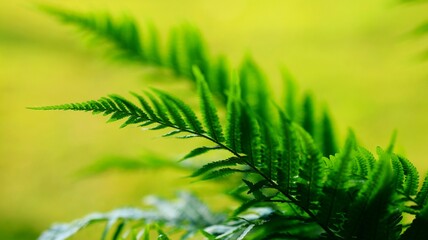 close up of fern