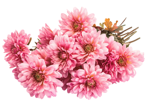 Pink chrysanthemum bouquet isolated on transparent background - Powered by Adobe