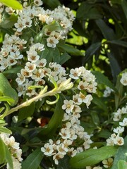 Close-Up of White Blossoms on Green Leaves