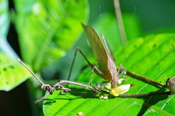 macro of a cricket in Costa Rica