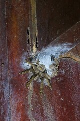 tarantula with web in Costa Rica