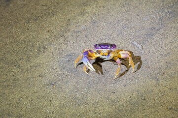 crab at night in Costa Rica