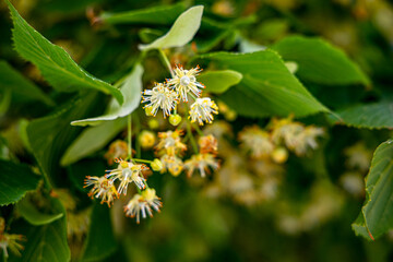 Linden tree blossoms in a serene green environment
