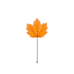 Single orange maple leaf with long stem is isolated on transparency background, showcasing its vibrant autumn color and intricate vein pattern