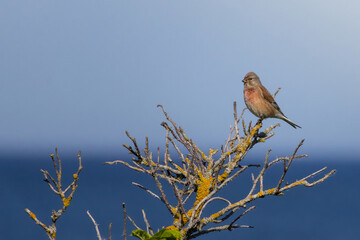 Common Linnet, Linaria cannabina. On a spring morning, a bird sits on a branch