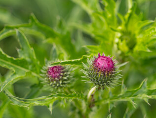 Close-up of a blooming thistle bud with vibrant purple color and spiky green bracts. Captured in natural light with soft bokeh, highlighting the wild beauty of this native plant