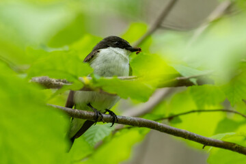 A male flycatcher sits on a twig