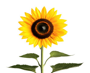 Obraz premium Blooming sunflower in a bright studio setting nature isolated on transparent background