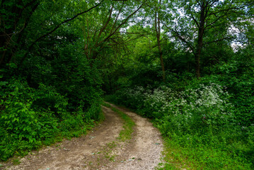 Fototapeta premium Scenery of Bor Lake (Borsko jezero), an artificial lake in Eastern Serbia near the city of Bor