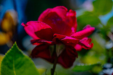 Vibrant red rose blooming in the garden sunlight