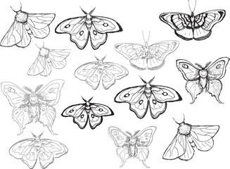 Set Witch item Halloween Clip art Line drawing outline gothic moth dark butterfly contour Black and white drawing butterfly glitch effect design hand drawn illustration dripping effect y2k bug Insect	