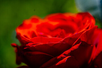 Bright red rose blooms in vibrant garden setting