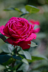 Bright pink rose blooming in a sunny garden