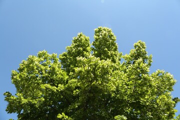 Tree branches with green leaves under blue sky, low angle view