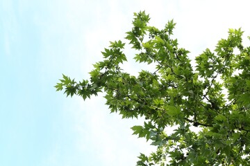 Obraz premium Tree branches with green leaves under blue sky, low angle view