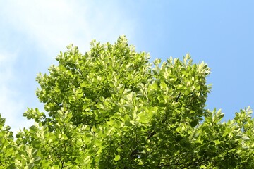 Tree branches with green leaves under blue sky, low angle view