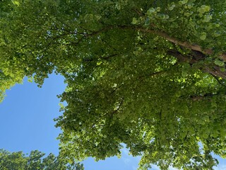 Tree branches with green leaves against blue sky, bottom view