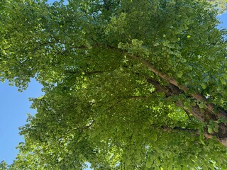 Fototapeta premium Tree branches with green leaves against blue sky, bottom view