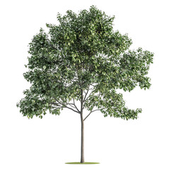 Obraz premium tree isolated on white background