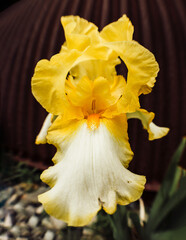 yellow iris 