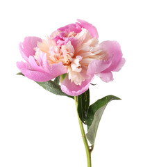 One beautiful peony flower with water drops isolated on white