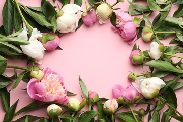 Frame of beautiful peony flowers on pink background, flat lay. Space for text