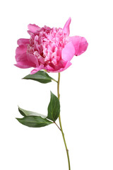 One beautiful pink peony isolated on white