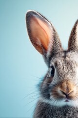 Obraz premium Fuzzy gray rabbit ears peek out against a soft blue background, captivating and adorable