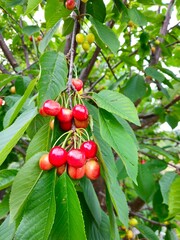 Green not ripe cherries on the tree on a sunny day. Red cherries on cherry tree in orchard for picking. Close-up on ripe cherry fruits on a tree branch. Cherry tree orchard with fresh ripe cherries.
