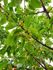 Fototapeta premium Green not ripe cherries on the tree on a sunny day. Red cherries on cherry tree in orchard for picking. Close-up on ripe cherry fruits on a tree branch. Cherry tree orchard with fresh ripe cherries.