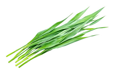 Fototapeta premium Harvesting fresh chives in a farm setting nature vibrant green environment isolated on transparent background