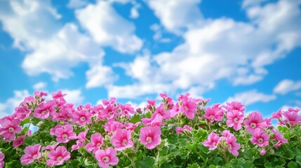 Obraz premium Pink flowers against a bright blue sky with fluffy clouds.