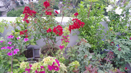 Rooftop Garden in Bloom: A vibrant rooftop garden bursts with color as red bougainvillea, white hibiscus and magenta vinca flowers create an oasis of serenity amidst the urban landscape.
