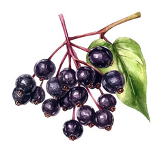 Fresh Elderberry, watercolor vector, isolated on a white background.
