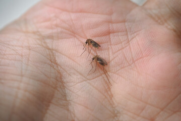 Aedes mosquitoes, vectors of dengue fever and Zika virus killed in the human palm.