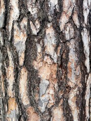 tree bark texture. Bark of pine tree. Texture of bark.