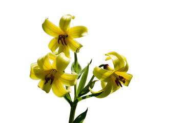 Bright yellow lilies with visible stamens isolated on white background, macro floral photography detail