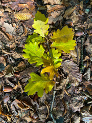 autumn leaves on the ground.  A branch with yellow leaves on the ground in the forest. Yellow oak leaves.