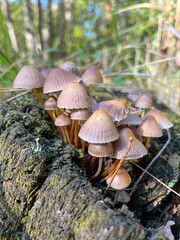 A multitude of small mushrooms on a stump in the forest.  autumn in the forest