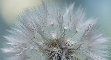 Soft dandelion flower, extreme closeup, abstract spring nature background