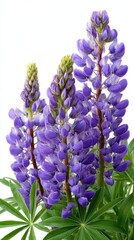 Close-up of vibrant purple lupine flowers against white background Ideal for editorial use, blog headers, emotional storytelling, or digital publications reflecting solitude, identity, and poetic visu