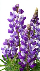Lupine flowers with mixed white and purple petals on white Ideal for editorial use, blog headers, emotional storytelling, or digital publications reflecting solitude, identity, and poetic visuals.