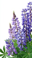 Arrangement of purple lupines on white for botanical design Ideal for editorial use, blog headers, emotional storytelling, or digital publications reflecting solitude, identity, and poetic visuals.